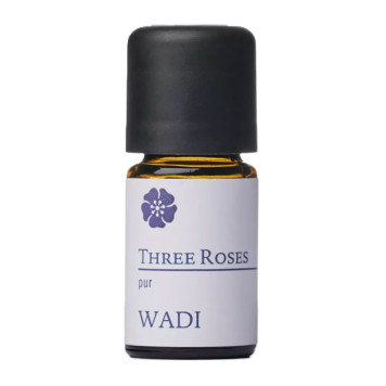 Three Roses - Frühlingsrose